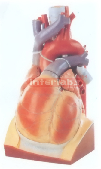 BIG ENLARG ED HEART MODEL APPROX, 4 TIMES H72 x W45 x D68 cm